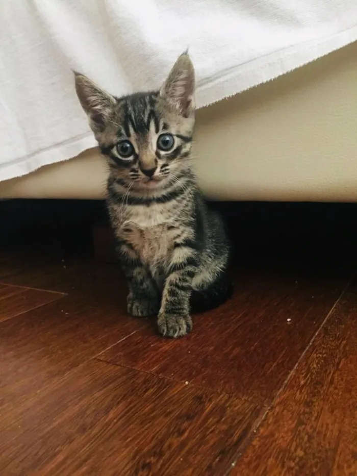 Gato ra a SRD idade 2 a 6 meses nome Mãezinha e bebês