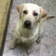 Spike