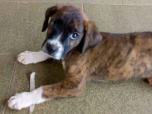 Cachorro raça vira lata idade 2 a 6 meses nome kiara