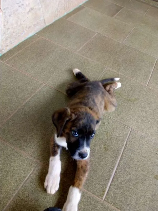 Cachorro raça vira lata idade 2 a 6 meses nome kiara