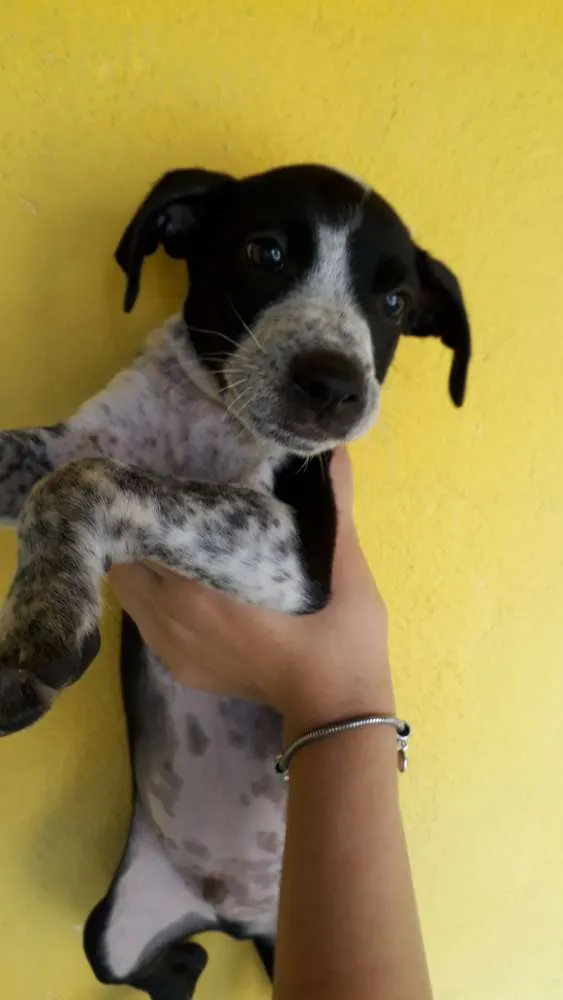 Cachorro ra a Srd idade Abaixo de 2 meses nome Filhotes 