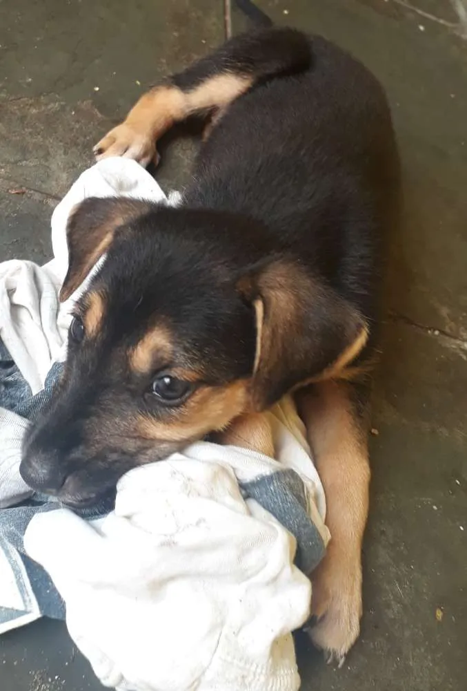 Cachorro ra a Srd idade Abaixo de 2 meses nome Filhotes 