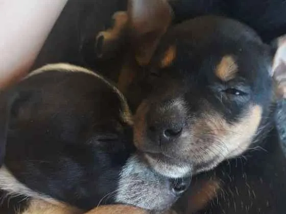 Cachorro ra a Srd idade Abaixo de 2 meses nome Filhotes 