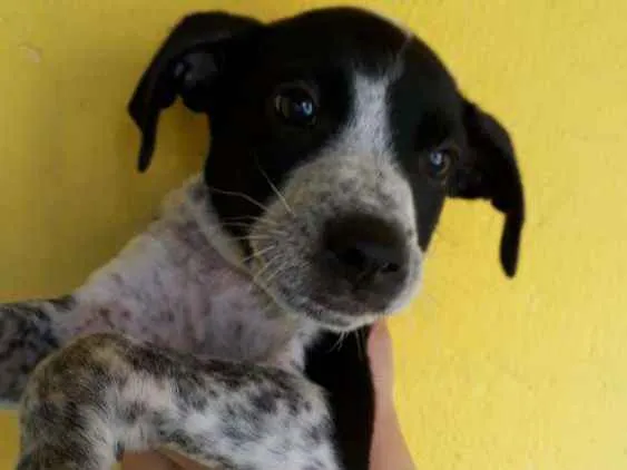 Cachorro ra a Srd idade Abaixo de 2 meses nome Filhotes 