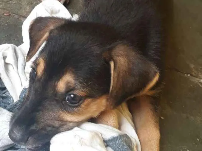 Cachorro ra a Srd idade Abaixo de 2 meses nome Filhotes 