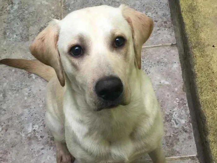 Cachorro ra a Labrador idade 7 a 11 meses nome Spike