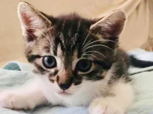 Gato raça SRD idade 2 a 6 meses nome Mãezinha e bebês