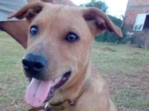 Cachorro raça SRD idade 2 a 6 meses nome Madruguinha