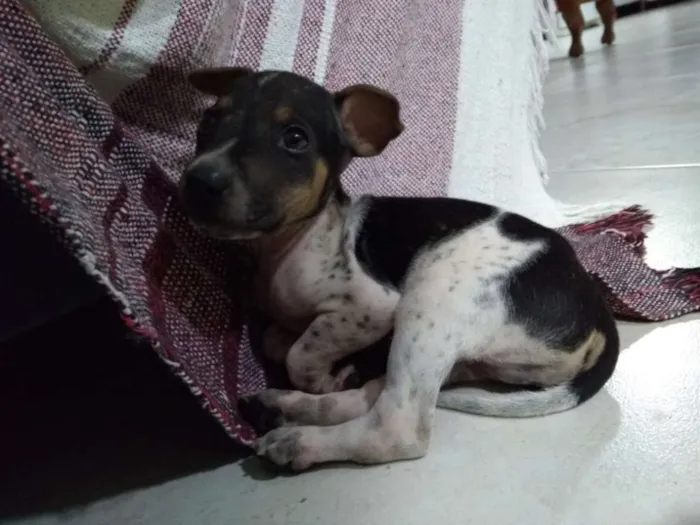 Cachorro ra a SRD idade Abaixo de 2 meses nome A sua escolha
