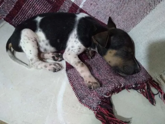 Cachorro ra a SRD idade Abaixo de 2 meses nome A sua escolha