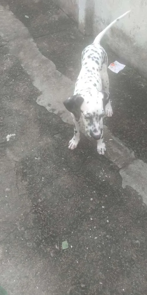 Cachorro ra a Dalmata idade 2 a 6 meses nome Karolla