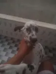 Karolla