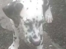 Cachorro ra a Dalmata idade 2 a 6 meses nome Karolla