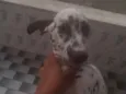 Karolla