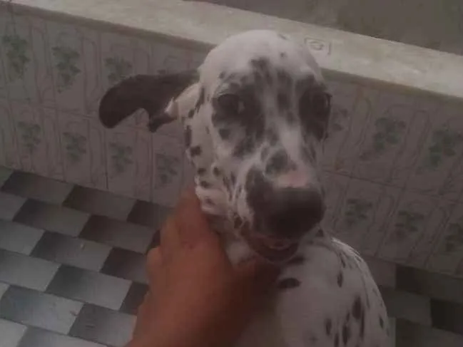 Cachorro ra a Dalmata idade 2 a 6 meses nome Karolla