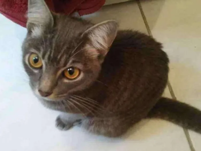 Gato ra a Mistura idade 1 ano nome Não tem 