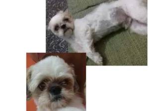 Cachorro raça Shitzu idade  nome Frederico/Fred
