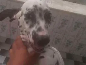 Cachorro raça Dalmata idade 2 a 6 meses nome Karolla