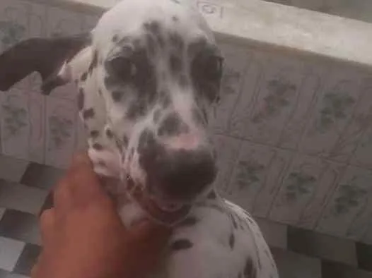 Cachorro ra a Dalmata idade 2 a 6 meses nome Karolla