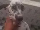 Cachorro raça Dalmata idade 2 a 6 meses nome Karolla