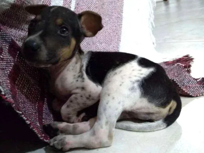 Cachorro ra a SRD idade Abaixo de 2 meses nome A sua escolha
