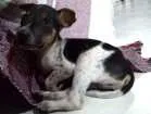 Cachorro raça SRD idade Abaixo de 2 meses nome A sua escolha