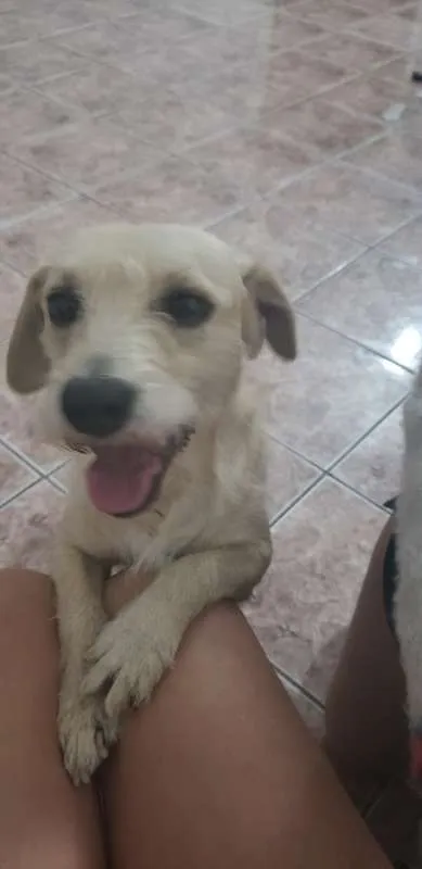 Cachorro ra a Sem raça definida idade 5 anos nome Tento