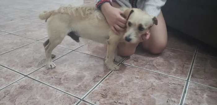 Cachorro ra a Sem raça definida idade 5 anos nome Tento