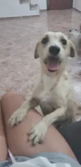 Tento