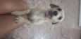 Tento
