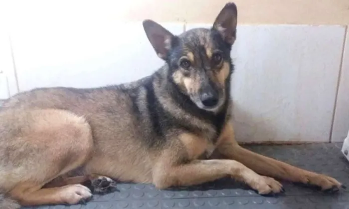 Cachorro ra a SRD idade 5 anos nome Síria