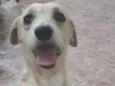 Tento