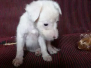 Cachorro raça  idade 2 a 6 meses nome Chorona