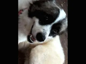 Cachorro raça SRD idade 6 ou mais anos nome Bolinha GRATIFICA