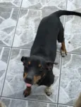 Queijinho (Castrado)