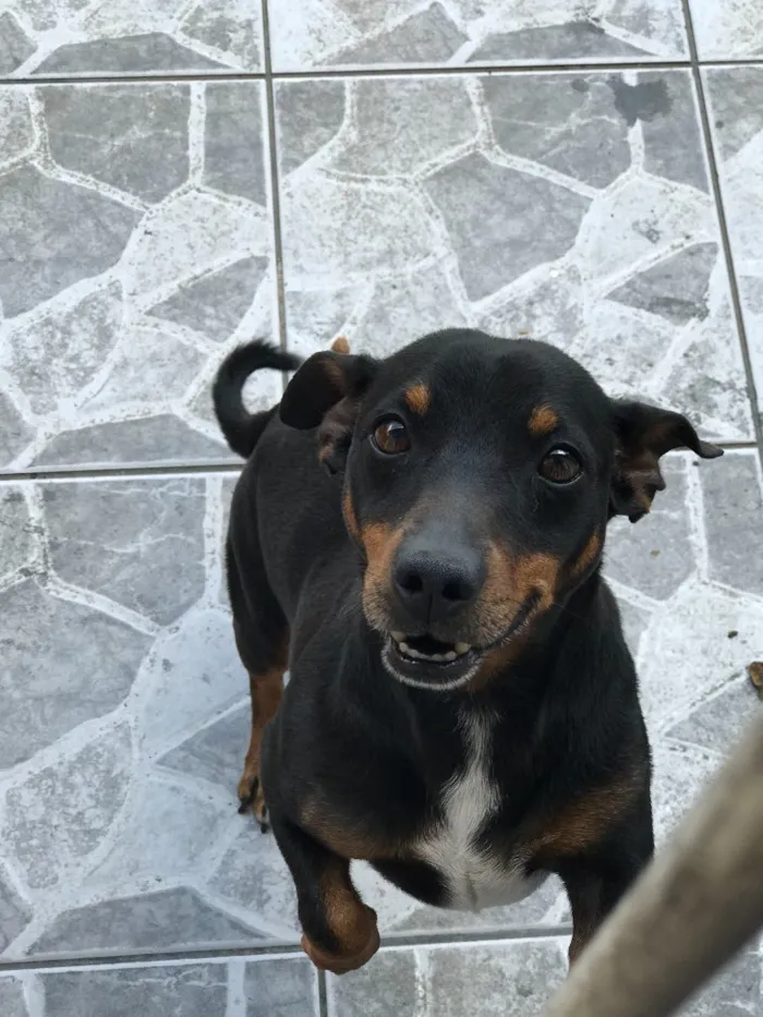 Cachorro ra a Sem Raça Definida  idade  nome Queijinho (Castrado)