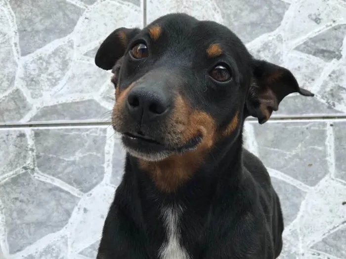 Cachorro ra a Sem Raça Definida  idade  nome Queijinho (Castrado)