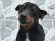 Queijinho (Castrado)