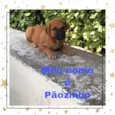 Preto , Pãozinho 