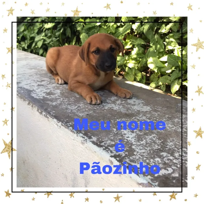 Cachorro raça Vira lata idade 2 a 6 meses nome Preto , Pãozinho 