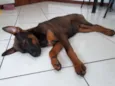 Cacau