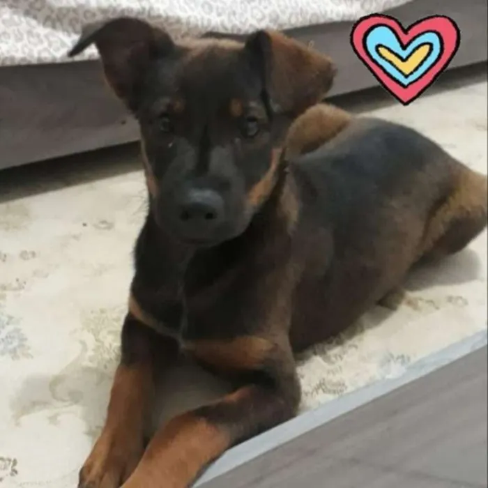 Cachorro ra a Vira Lata idade 2 a 6 meses nome Cacau