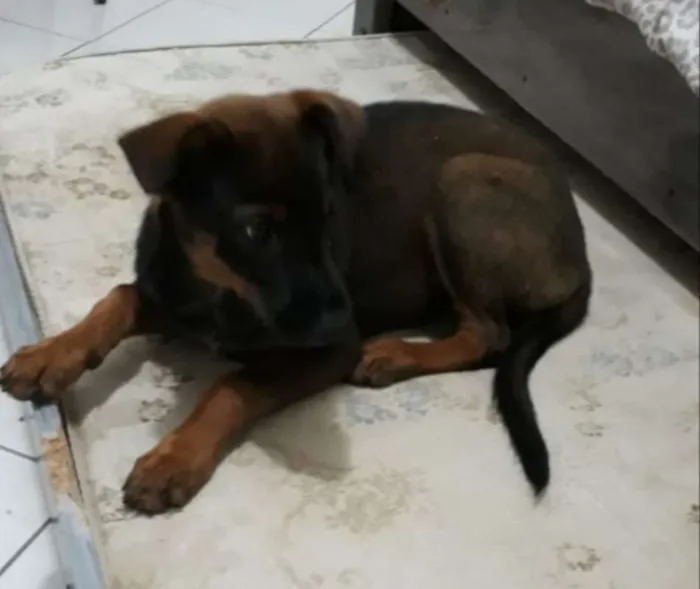 Cachorro ra a Vira Lata idade 2 a 6 meses nome Cacau