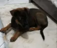 Cacau