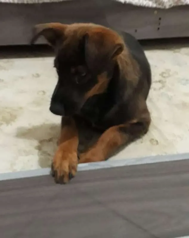 Cachorro ra a Vira Lata idade 2 a 6 meses nome Cacau