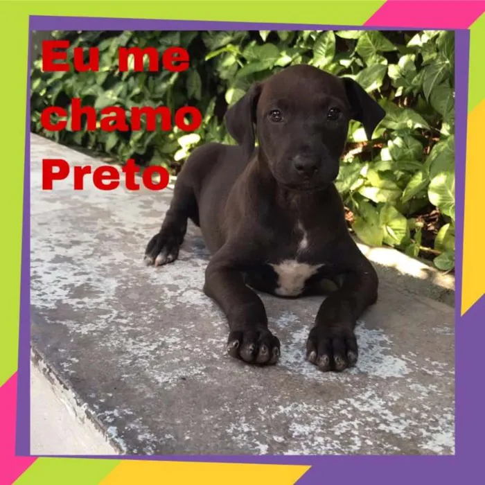 Cachorro raça vira lata idade 2 a 6 meses nome Preto