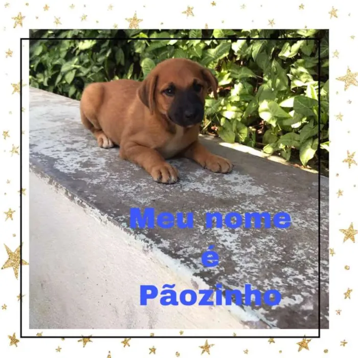 Cachorro raça vira lata idade 2 a 6 meses nome Preto