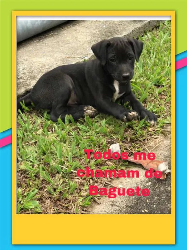 Cachorro raça vira lata idade 2 a 6 meses nome Preto