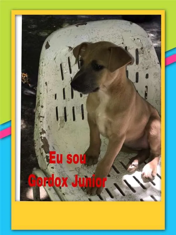 Cachorro raça vira lata idade 2 a 6 meses nome Preto