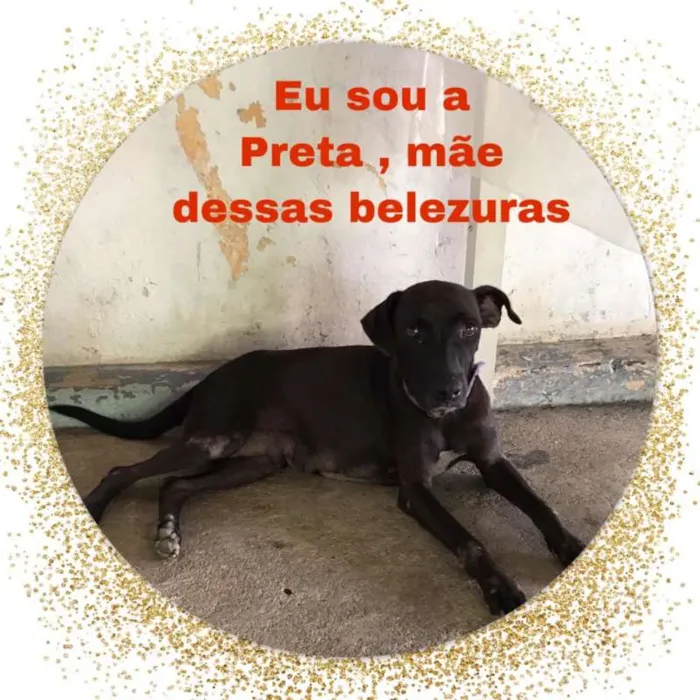 Cachorro raça vira lata idade 2 a 6 meses nome Preto